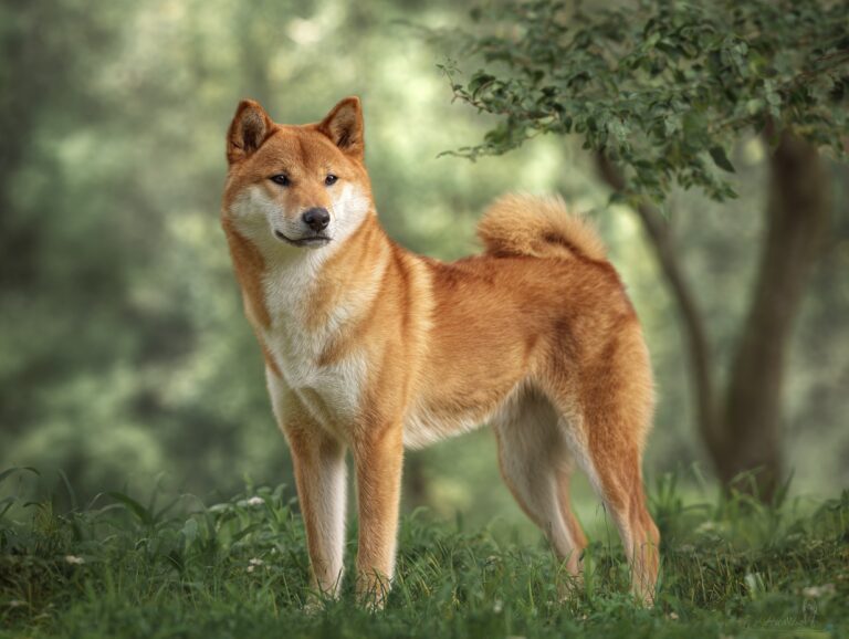 Shiba Inu